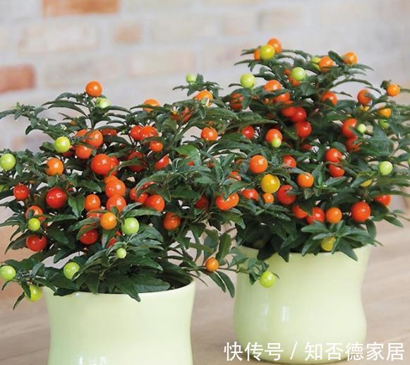 盘点|盘点十款有毒花,再喜欢也别养在家里,你家养过几种?