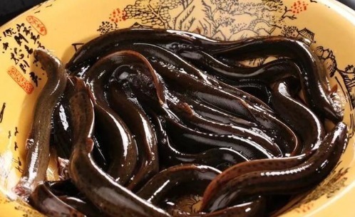 最好吃的鱼,营养是甲鱼8倍,16块钱一斤,比肉便宜无人买