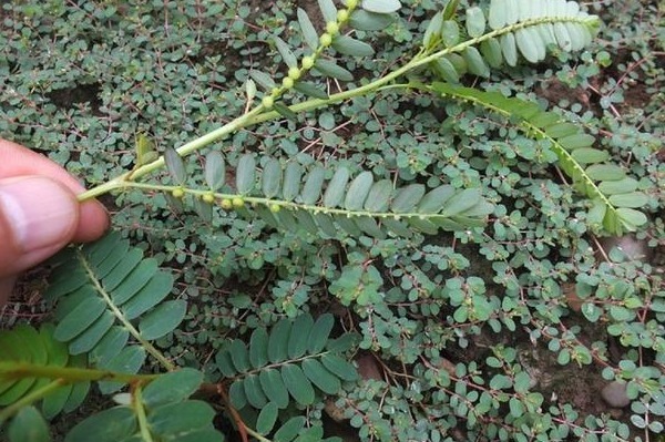 人称阴阳草,听其名都害怕,如今能见到的是有福之人