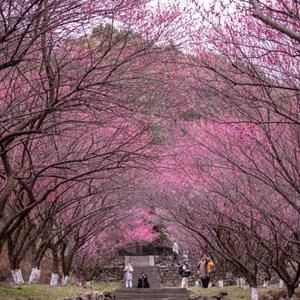 浙江余姚:梅花盛开迎客来