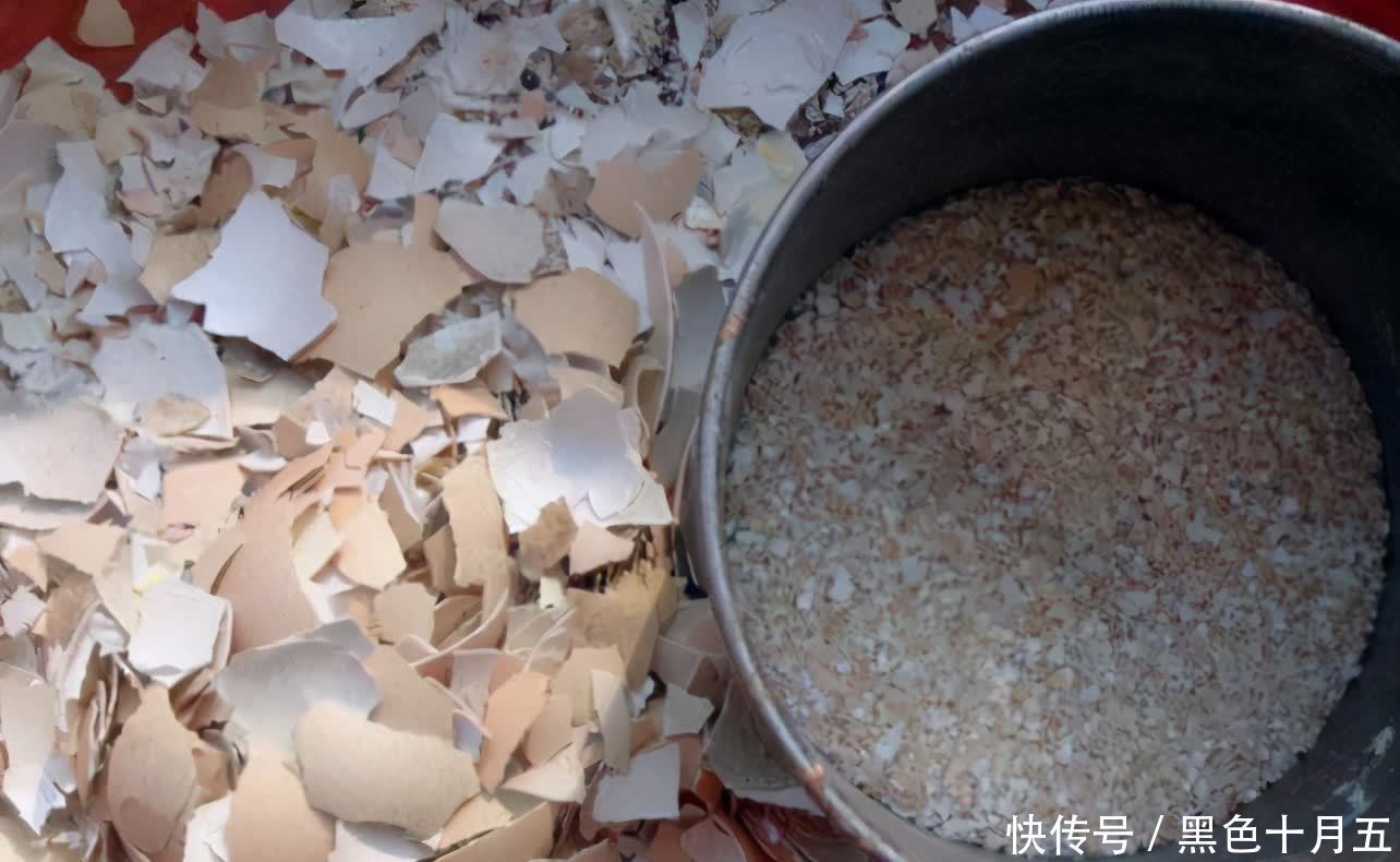 花肥|蛋壳的营养、制肥方法、养花的好处,大家知道多少?