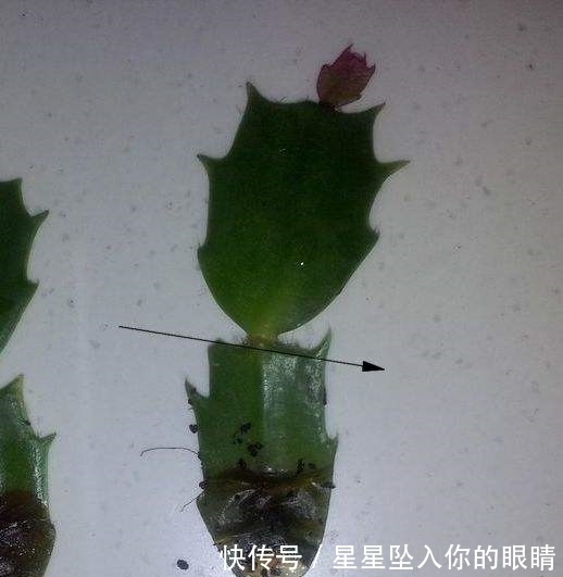 小窍门|蟹爪兰怎么浇水不烂根?教你3个浇水小窍门,烂根后这样处理才对