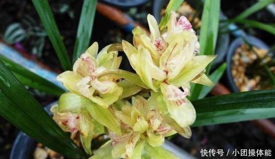 喷香|再忙也要养盆它,多瓣奇花自带香气,越冷越爱开,满屋“喷喷香”!