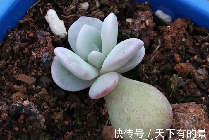 叶片|养多肉厌倦了不停地买?那内部挖潜自己叶插吧!秋天正是最佳时机