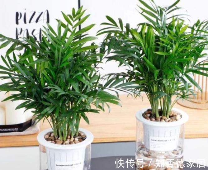 花友|5种可以净化空气的花,一次养十盆都不嫌多,清新好看有益健康