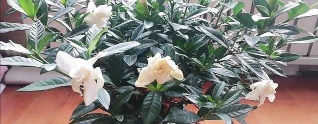 弯路|花都是浇死的,给花浇水有门道,教你这三点,以后养花少走弯路!