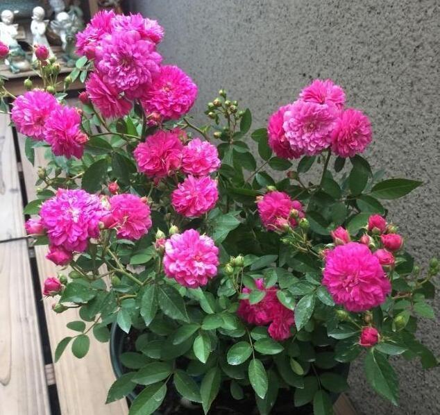 李小姐养1盆“开花机器”,一年开花300多天,好养又漂亮,还特香