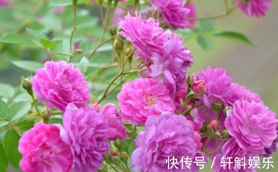 盆栽|养盆波斯菊吧!花语高洁自由,开花小巧可爱,适合盆栽