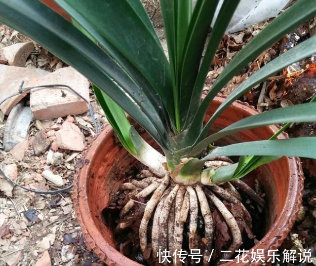 什么啤酒水、骨头渣都不如“1种臭臭肥”,君子兰吃了“猛长个”