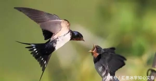 花无百日红|梁间燕共何人语庭下花无百日红