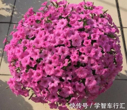 在阳台种上几种花,一年缤纷灿烂的花海,让邻居家羡慕极了