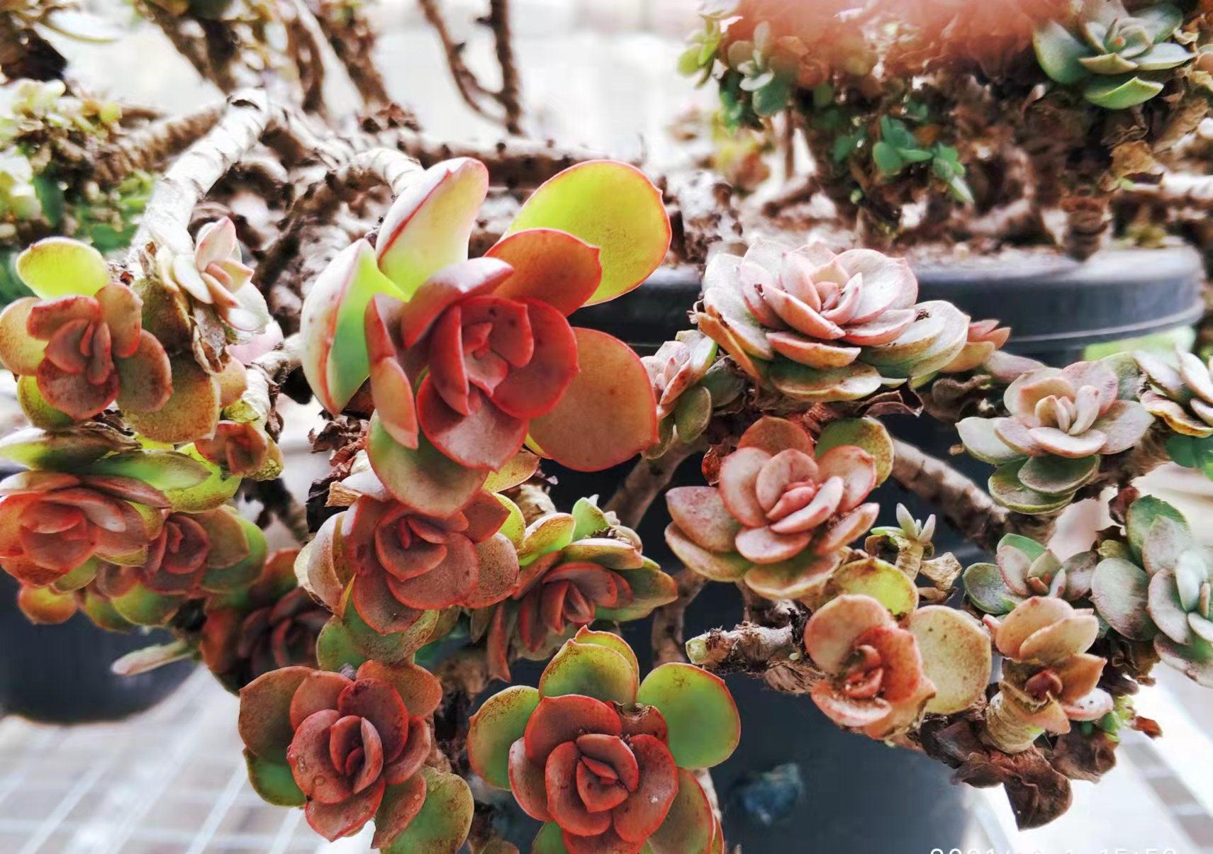 皮实|多肉秀妍被养成了悬崖桩,说明无论多皮实的多肉,也不能踩这3坑