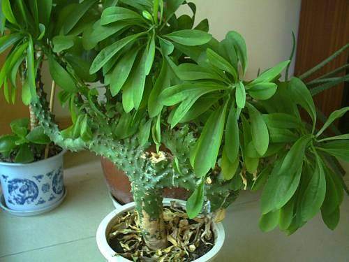 花卉市场看见此几种多肉别买,长大后是有毒性的