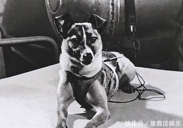 苏联曾将一只小狗送进太空，63年过去了，现在仍在地球轨道流浪