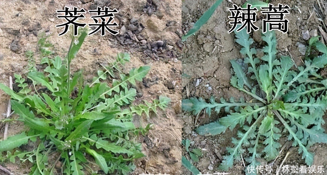 毛妮菜|春天4对“双胞胎”野菜，很多人傻傻的分不清楚，你认识几种