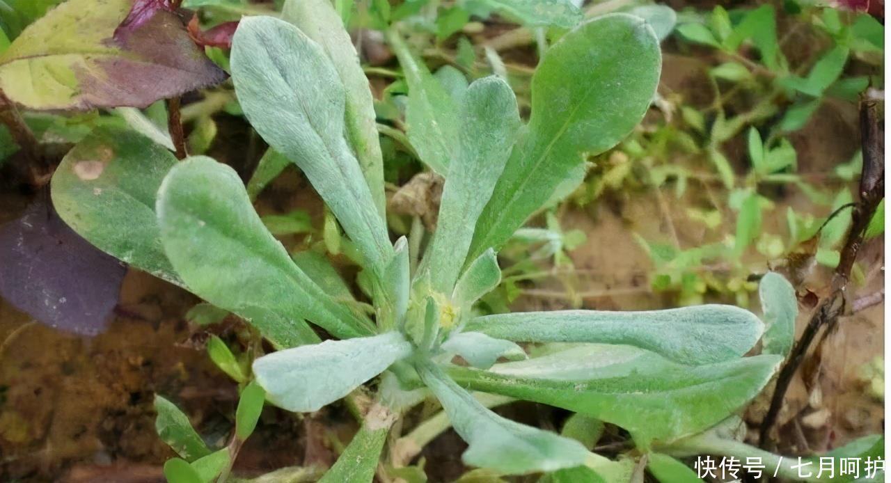 营养成分|养肝就是保命！农村的3种食物，养护肝脏，肝脏舒服，人更显年轻