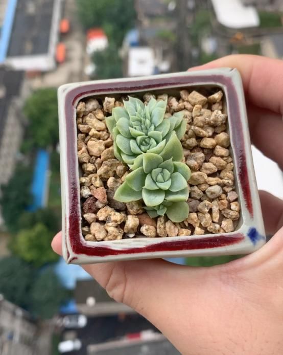 此款多肉名字霸气，养殖方法却很简单，满足这4点就够了