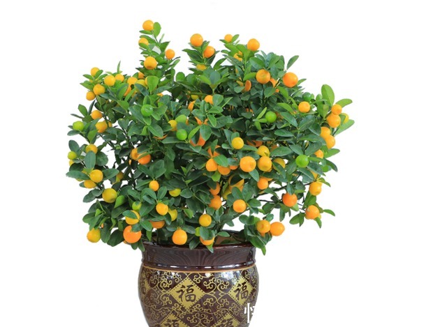 家里养盆金桔,枝头挂满“黄金果”,寓意还好!