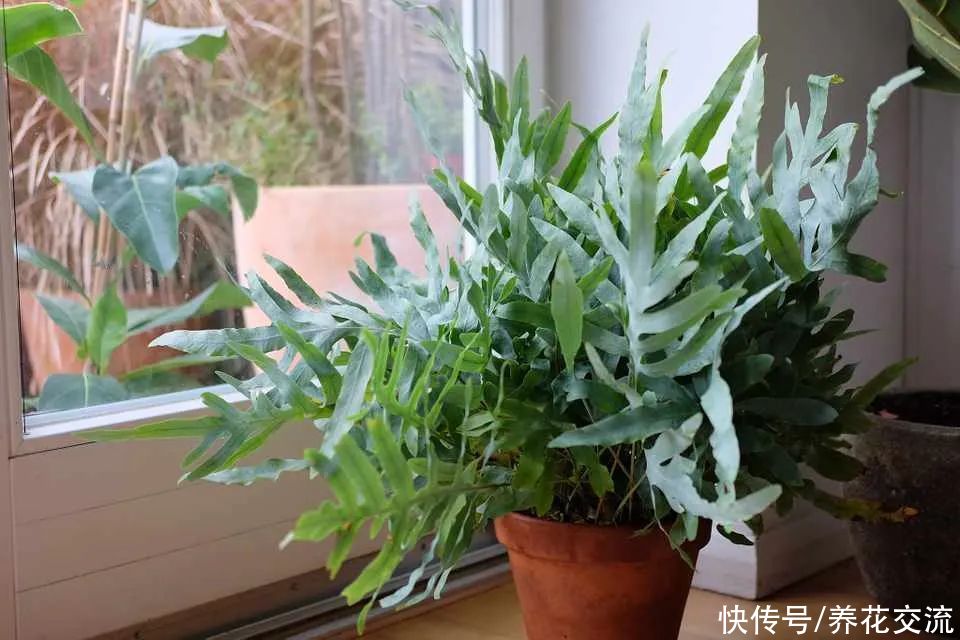 新手绿植选这几种不会错,容易养活,容易养出高颜值