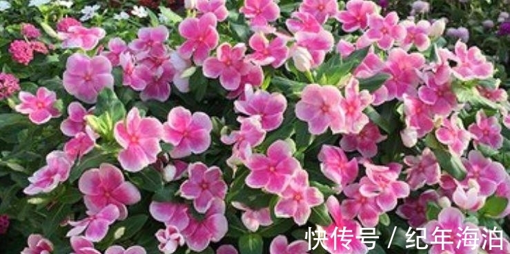 这几款小花,便宜又好养,好养易活不招虫,养在哪里都爆盆