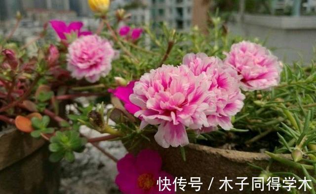 繁殖|3种花不用买,路边掰点枝叶扦插,天热生根快,轻松繁殖一大群