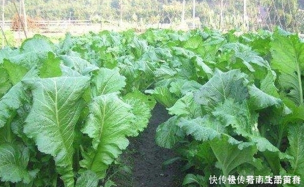 【草丁图书馆】解毒消肿、明目通便的芥菜,菜农种植前需全面了解的几个重要事项