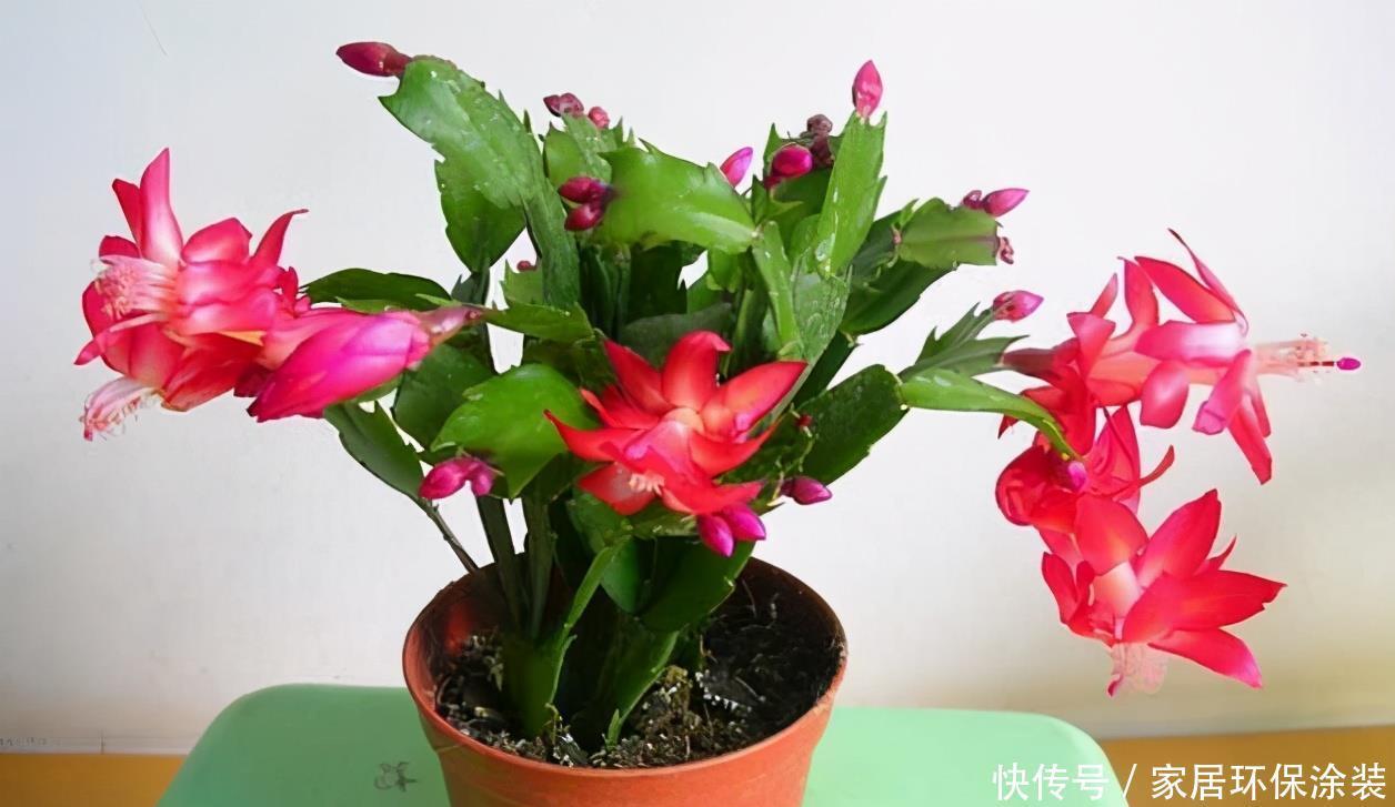 家庭养花选它制作肥料,了解做法,才能既省钱好用又没臭味