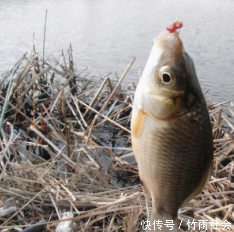 冬季用饵离不开的规律，了解这些，让你用饵不走弯路