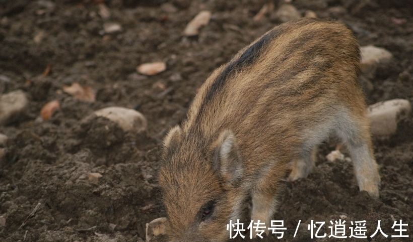 性格|生肖猪 性格分析(南渝先生)