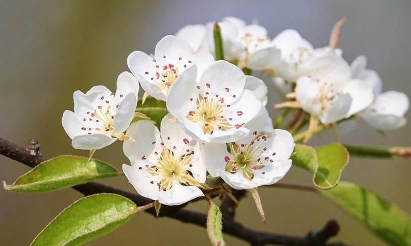 花开|汪曾祺的幸福生活和我门外的花儿坐一会儿