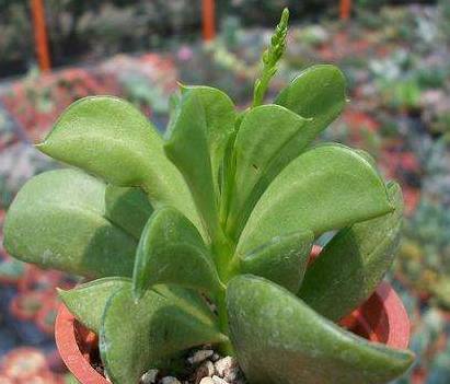 巴掌|这些巴掌大小的盆栽,没想到会这么好看,简直无法让人移开眼!