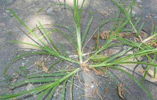 糯米菜|农村的任何野草,可都别小瞧它,可能就一种药材能治病救命呢!