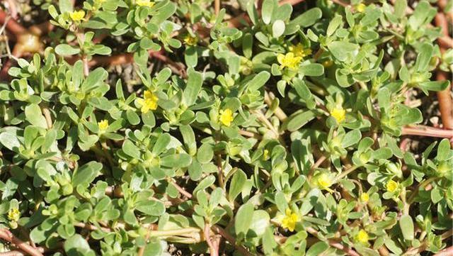 身体健康|查出甲状腺结节，牢记“4吃、2不吃”，活血散结，甲状腺或报答你