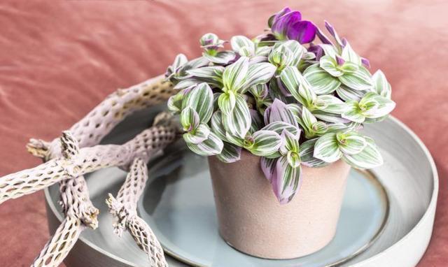 不喜欢也要养的4种花,放在家中净化空气,吸附灰尘