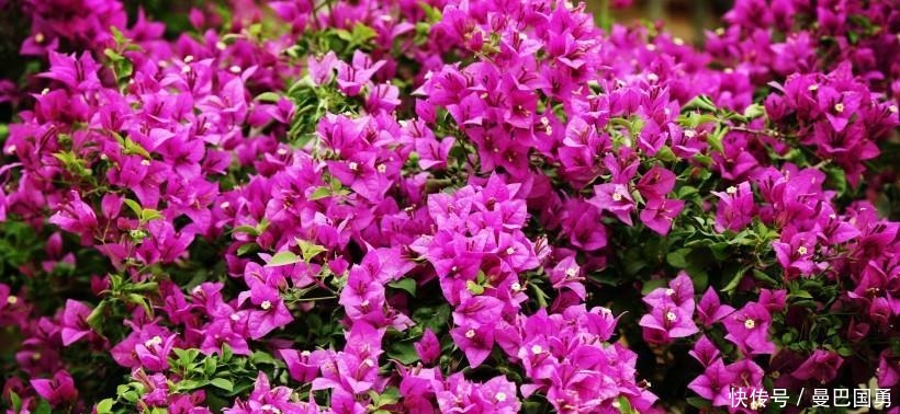 开心|10月-月底,四生肖鸿运缠身,富贵多金,开心发大财