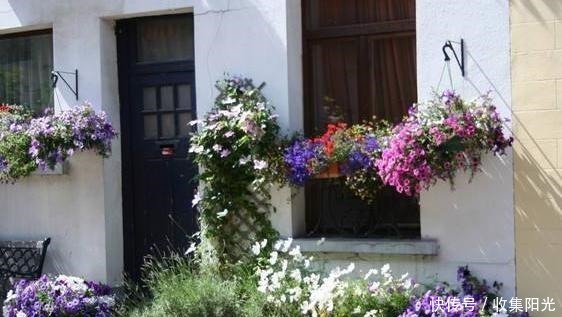 养花捡些“它们”,10年不换盆,土壤不结块,花草呼呼长!