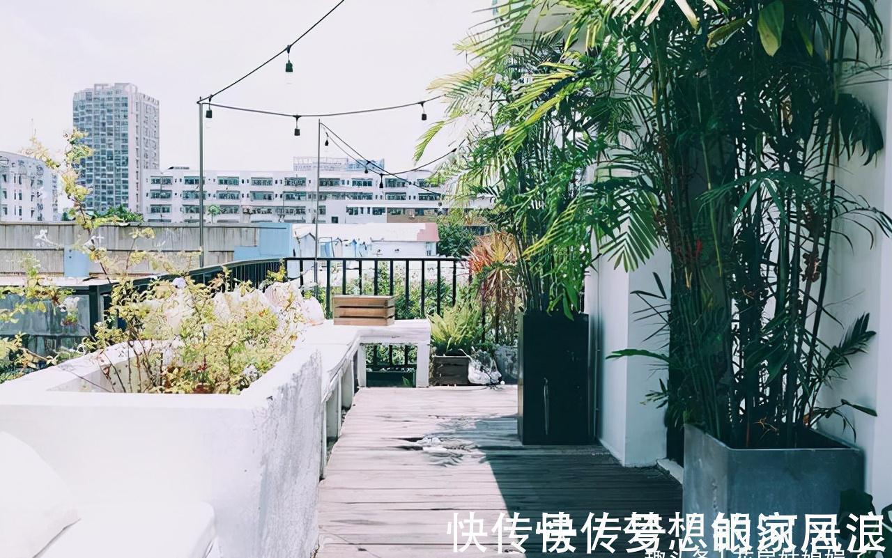 花盆|没有院子也能养好竹子,这几种竹子可以做成盆景养在室内