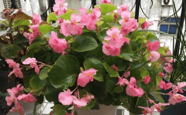 这几种花现在就要扦插,发芽窜枝速度快,下个月能赶上开花