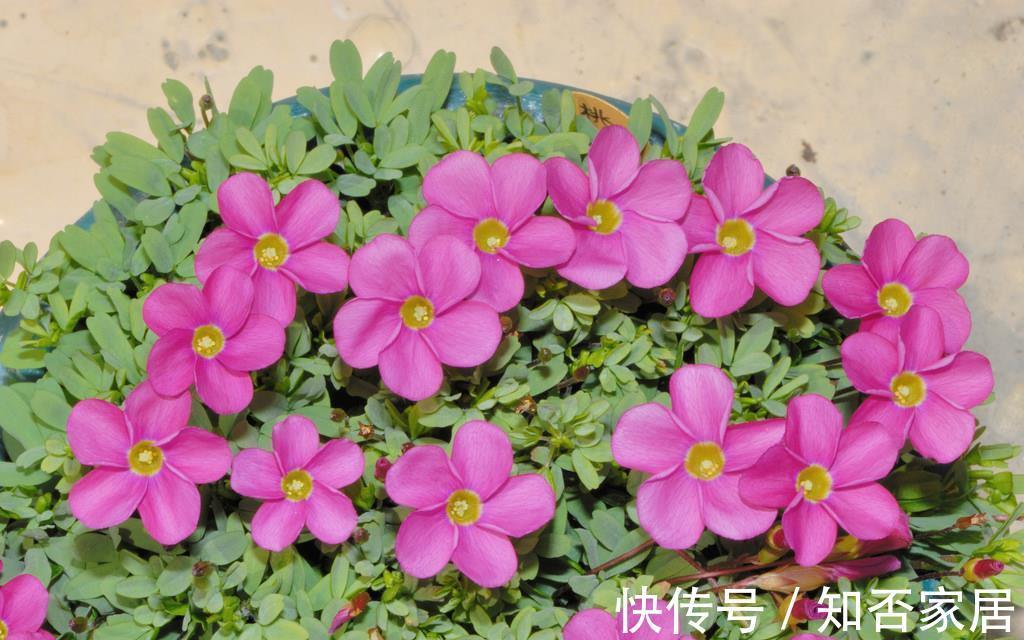 彼岸花|养花试试这几款,开花能力很强,是你愿意种,它就愿意开的类型