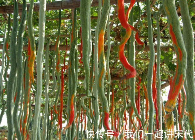 血脂|乡村在路边就有的野菜,具有降低血脂、血糖、软化血管的功效