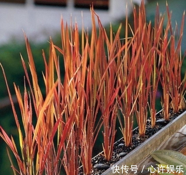 任何容器都能用来做花盆，请收好这30种美丽的花盆搭配设计