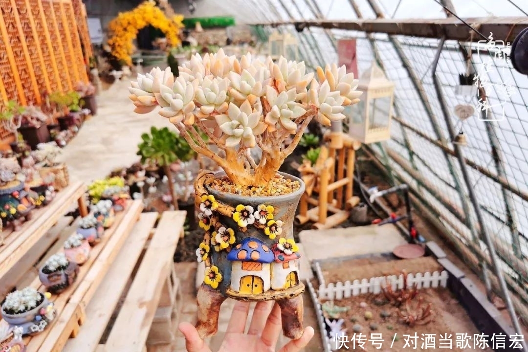 多肉桃花源:别人笑我太疯癫,我笑他人看不穿!