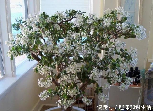 将玉树养成树状的盆景树,没想要还能开满一树白色的小花!