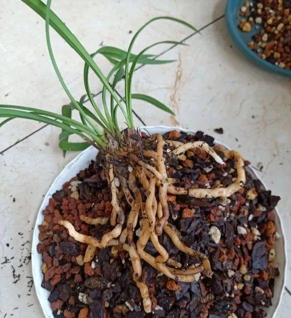 蟹爪兰|长寿花换盆，切忌越换越大，一直用小盆养才好！