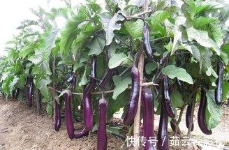 常吃茄子抗衰老又对身体好,但专家建议:3类人尽量少吃茄子