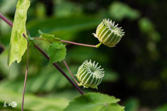 杂草|这五种农村常见的杂草,其实可都是名贵的中药!你都认识吗