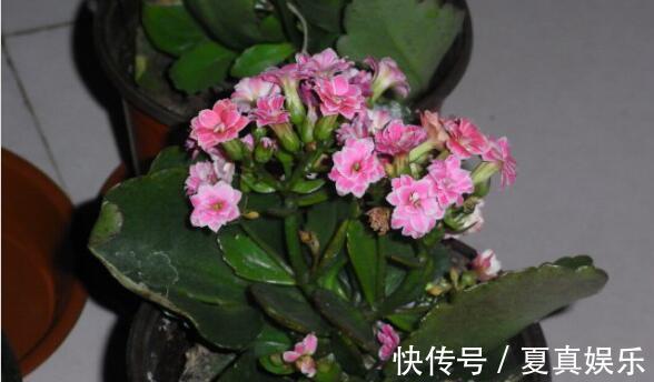 纸箱你扔了现在留着吧,想要长寿、蟹爪兰多开花需用它,方便!