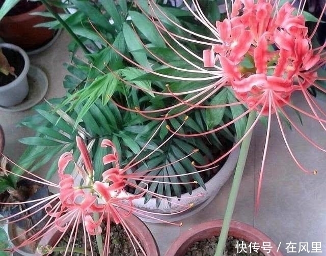 叶子|养花多年才知道的真相,这种花朵不能见光,否则会死得很惨!