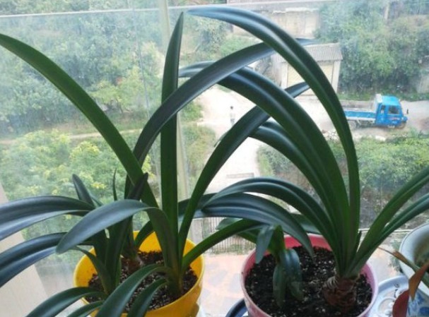 朱顶红|朱顶红开完花不能剪,施点肥水,一年爆出好多球!