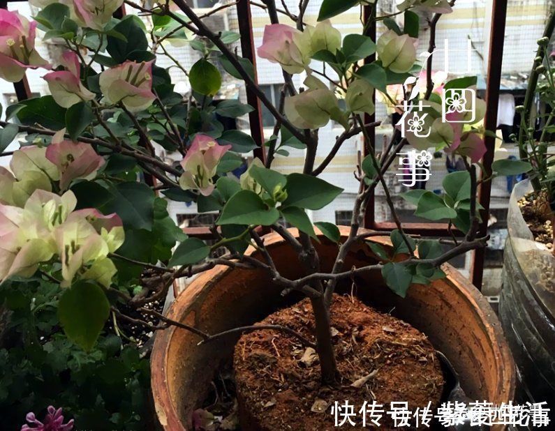 廿四|花贩子不小心说漏嘴的秘密:4种花再漂亮也别买,买了只会添堵